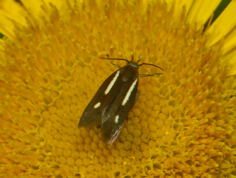 Scythrididae - da determinare